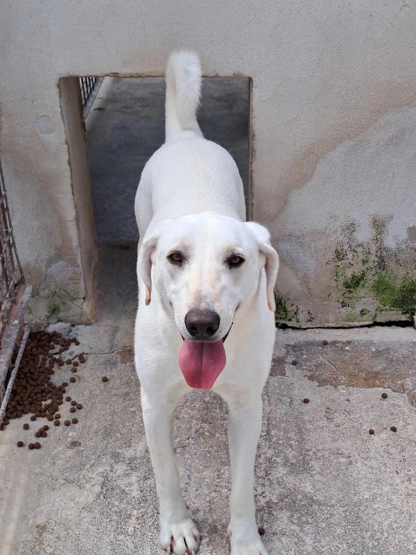 Minerva giovane cagnoletta sui 23 kg in cerca di casa Foto 6
